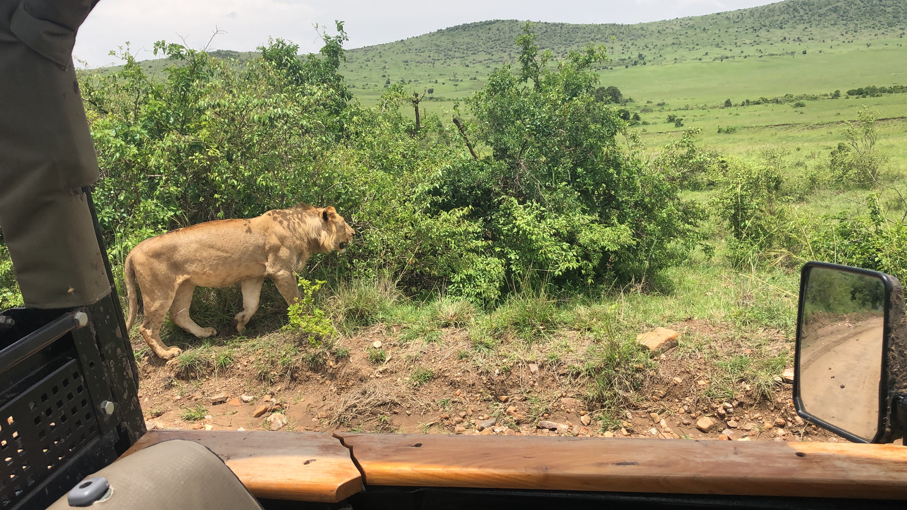 Lions of the mara