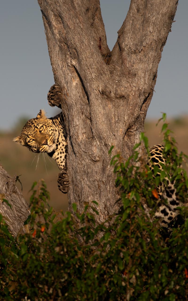 Safari Gallery Image