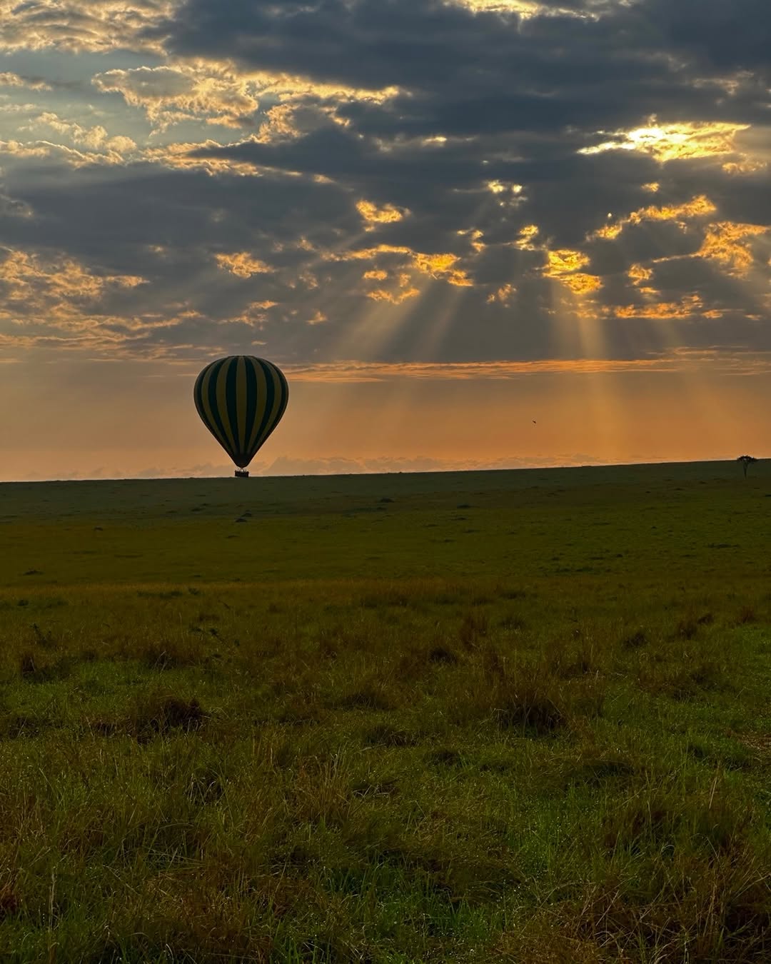 Safari Gallery Image
